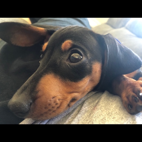 Meet your Posher, Samantha - Picture 1 of 1